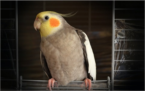 charlie