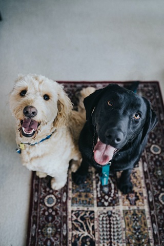 goodbois