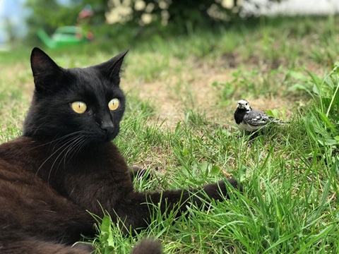 jaxandbirdy