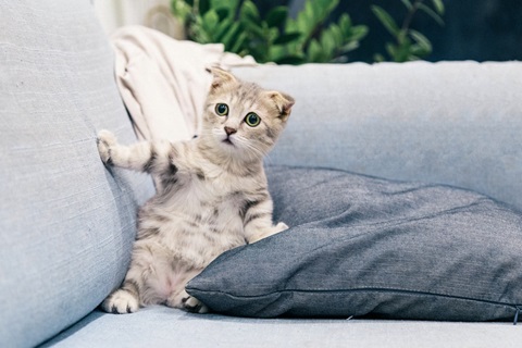 scaredcat